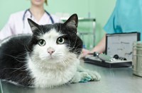 Projeto permite dedução de gastos veterinários do Imposto de Renda