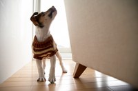 Projeto garante, em lei, criação de animais domésticos em condomínios