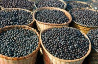 Belém do Pará pode ganhar título de Capital Nacional do Açaí
