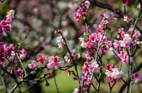 Projeto inclui Cerejeiras Festival no calendário turístico oficial do país