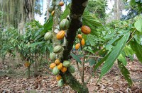 Produção sustentável de cacau é tema de dois projetos na pauta da CRA