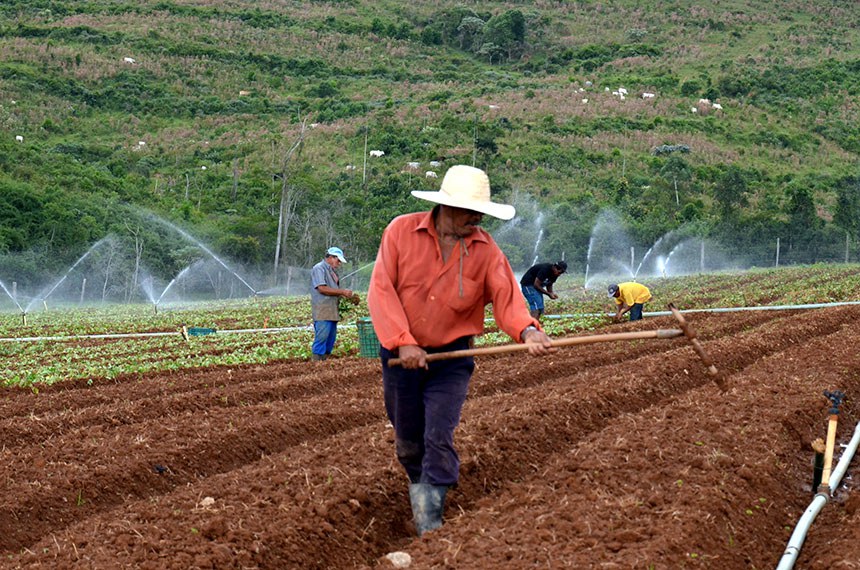 Agricultores trabalham em plantação irrigada de morango em São Paulo