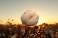 Senado celebra os 20 anos da Associação Brasileira dos Produtores de Algodão