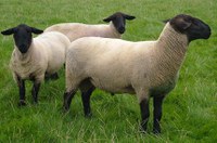 Projeto que institui o Dia Nacional da Ovinocultura está na pauta do Plenário