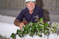 Projeto atribui título de ‘capital nacional da seda’ a Nova Esperança, no Paraná