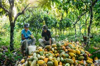 Pauta da CRA tem projetos de incentivo a produção de cacau e de energia solar