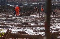 Proteção a animais vítimas de desastres ambientais passa pela CCJ