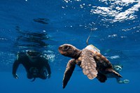 Senadores comentam portaria do ICMBio que atinge bases de pesquisa e conservação da vida marinha