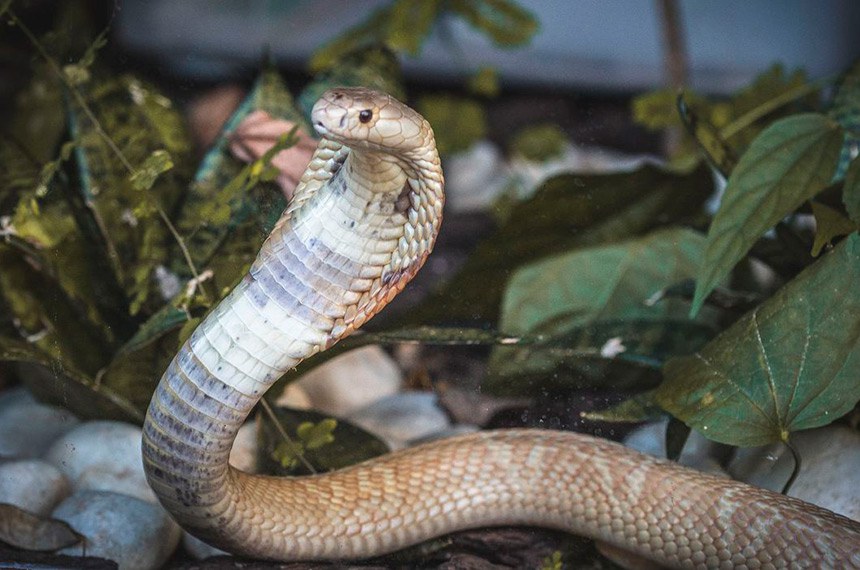 A cobra naja que picou um jovem universitário de Brasília, em julho, foi levada para o Zoológico da cidade
