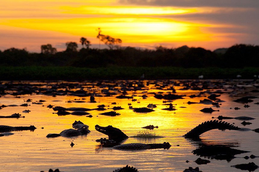 Jacarés no Pantanal Matogrossense: biodiversidade brasileira, considerada uma das maiores do mundo, fica protegida, para gerar benefícios no próprio país