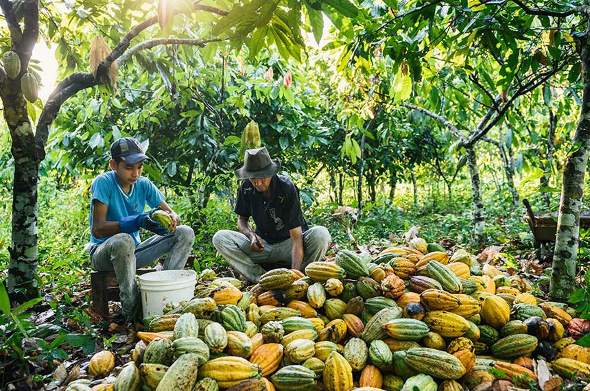 Família trabalha na colheita do cacau no Pará: segundo o governo, que vetou parte do texto, grande parte dos agricultores já recebeu o benefício como trabalhador informal