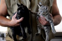 Senado votará aumento de pena para quem ferir cães e gatos na próxima terça
