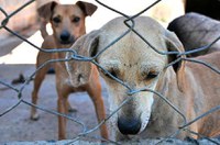 Projeto aumenta punição para quem maltratar cães e gatos