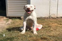 Sancionada lei que aumenta punição a quem maltrata cães e gatos