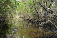 Senadores comemoram liminar que restabelece proteção a manguezais e restingas