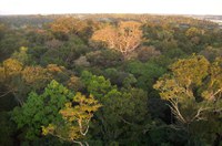 Projeto cria marco para exploração sustentável da Amazônia