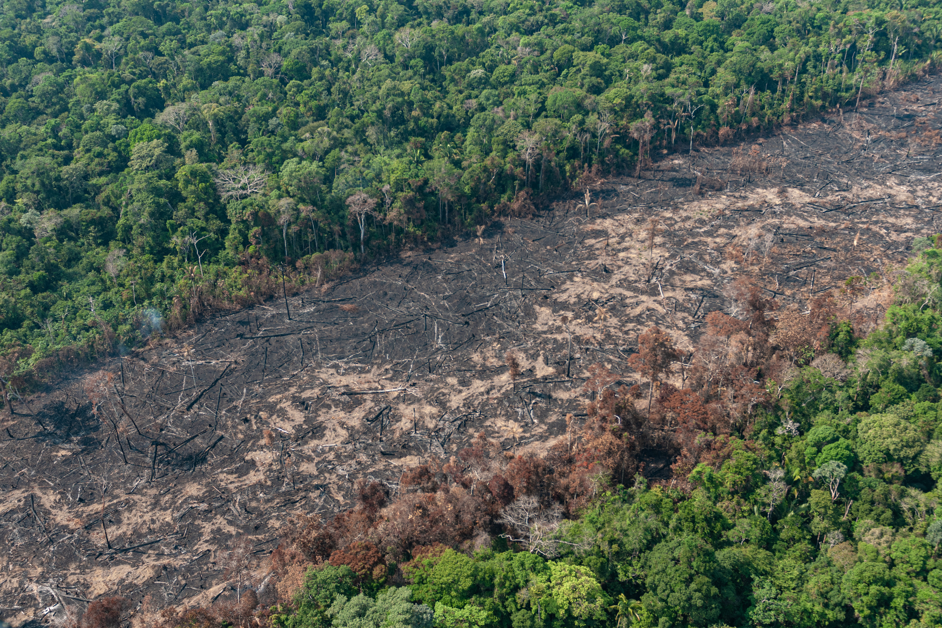 Desmatamento na amazônia mobiliza senadores nas redes sociais — senado  notícias