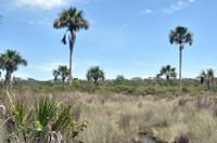 Lei garante isenção de tributação em pagamento de serviços ambientais