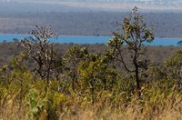 Projeto em análise na CDH criminaliza entrada clandestina de espécies vegetais