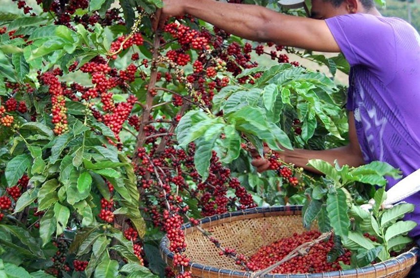 Agricultor colhe café conilon em Sooretama