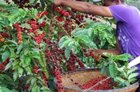 Sooretama poderá receber o título de Capital Nacional do Café Conilon