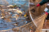 Pesca de arrasto no Rio Grande do Sul será tema de debate na CMA na sexta