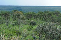 Proteção do Cerrado será tema de debate na CDR nesta segunda-feira