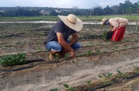 Comissão discute nesta sexta políticas para aperfeiçoar agricultura familiar