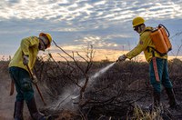 Comissão de Meio Ambiente vai debater política de controle de queimadas