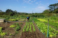 Promulgada lei que prevê socorro de R$ 2,5 mil para agricultores familiares na pandemia