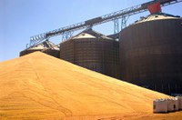 Sancionada lei que dá a pequenos produtores de animais acesso a milho da Conab