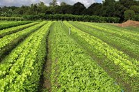 Projeto dos Bioinsumos contrapõe-se à nova proposta para agrotóxicos