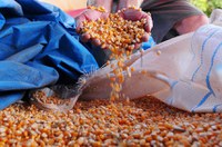 Lei da Venda de Milho em Balcão beneficia produtores sem declaração de aptidão