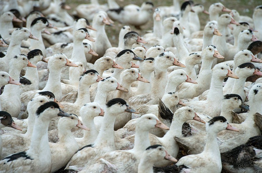 criação de patos brancos numa fazenda na França.  Getty Images/iStockphoto