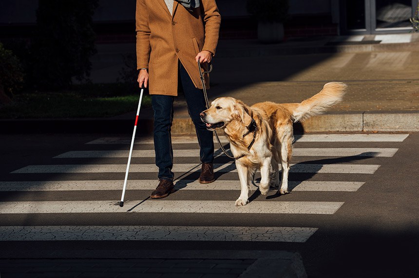 Pessoa com deficiência visual atravessa a rua na faixa de pedestre usando bengala branca e cão guia.  Getty Images/iStockphoto 