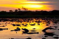 Subcomissão do Pantanal deve participar de fórum internacional de turismo em MT
