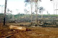 CMA pode aprovar penas maiores para crimes contra florestas