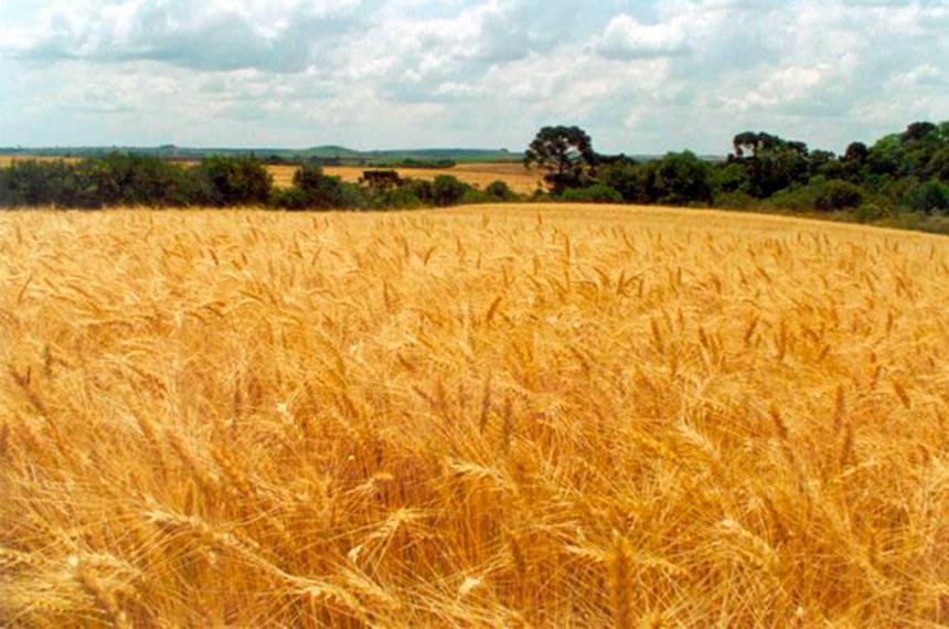 Foto: Paulo Kurtz/Embrapa&#xD;Data: 2003&#xD;Local:Vacaria (RS)&#xD;Palavra-chave: plantação de trigo,lavoura, trigo, plantação &#xD;Pantação de trigo&#xD;&#xD;&#xD;