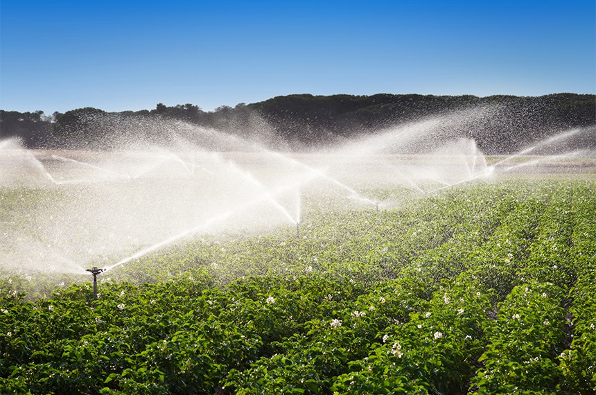 Irrigation in Field of growing potatoes. Valladolid, Spain.
