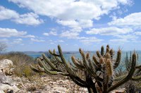 CMA debate criação da Política de Desenvolvimento Sustentável da Caatinga