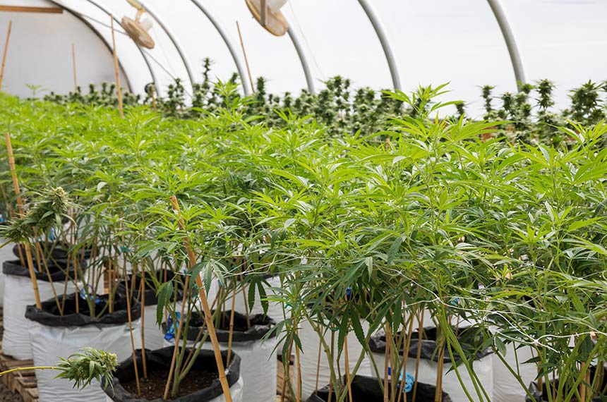 Na foto: marijuana plants at a legal cannabis grow facility in Oregon.