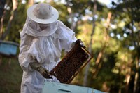 Lei cria plano nacional para incentivar criação de abelhas e produção de mel