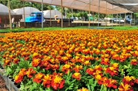 Nova lei institui política nacional para setor de flores e plantas ornamentais