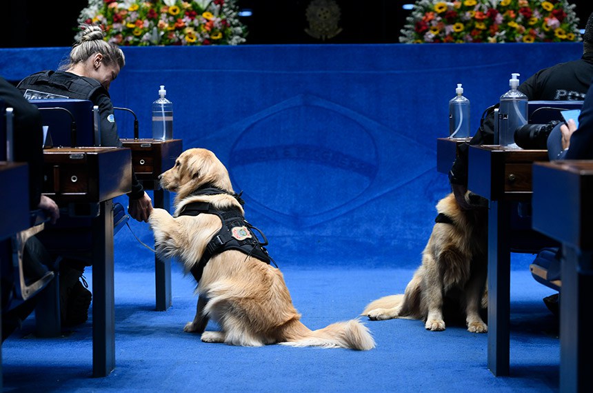 Participam:
policial legislativa da Câmara dos Deputados, Leonela Santos com a K9 Margaux;
policial legislativo do Senado Federal, Floriano Pinheiro Silva com o K9 Nova Yorque.