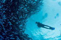 Arraial do Cabo (RJ) é oficializada como Capital Nacional do Mergulho