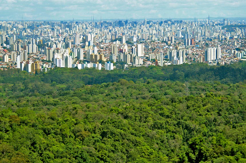 Mata nativa nos limites da cidade de São Paulo - Foto: Intituto Auá