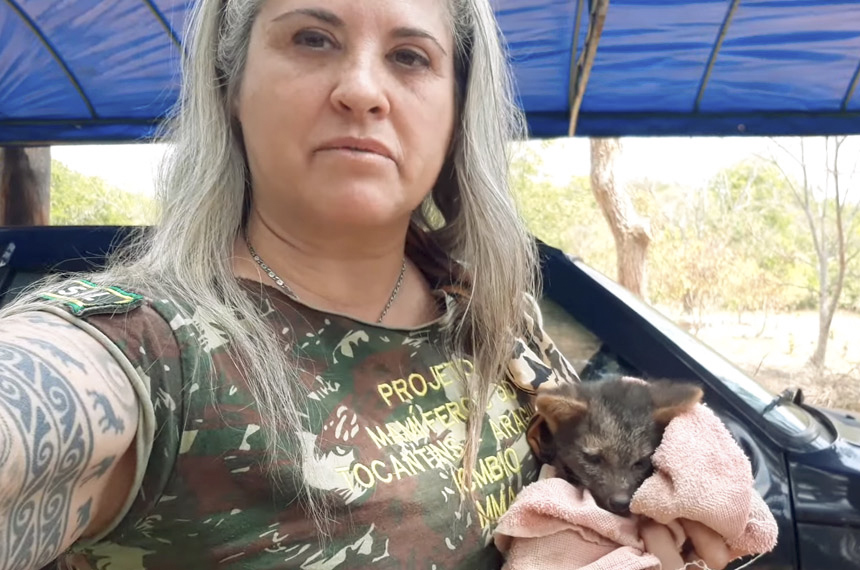 Cláudia, bióloga do ICMBio, com cachorro do mato resgatado no DF: qualquer ruído acima de 70 decibéis pode mudar o comportamento dos animais, que captam frequências imperceptíveis ao ouvido humano - Foto: Reprodução/Youtube