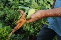 Primeiro projeto do ano garante alimentos da agricultura familiar na merenda escolar