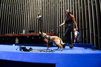 Cão de proteção para vítimas de violência doméstica visita Senado