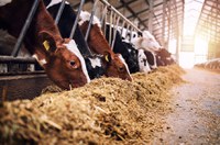Projeto classifica produtos de alimentação animal como bens essenciais